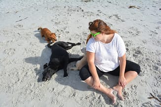 summer, beach, dogs