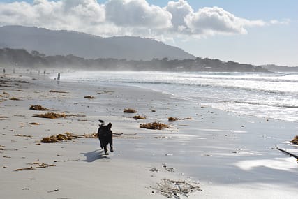 dog, beach, sand, sun