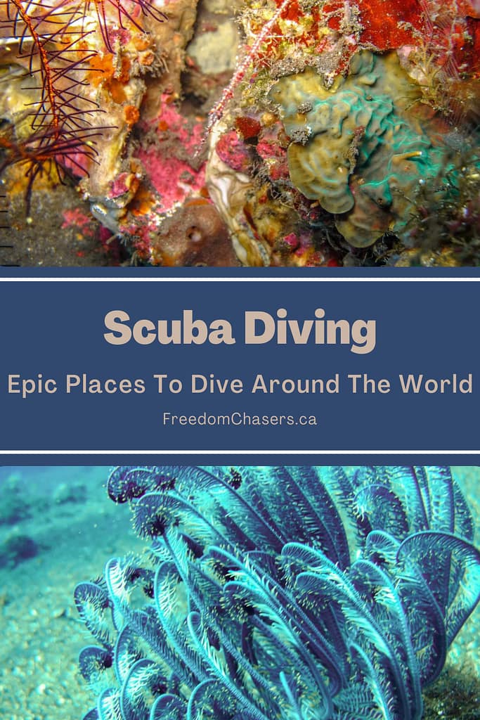 Dive the Red Sea, the Great Barrier Reef, MUSA Underwater Museum, the Galapagos Islands and more at the best scuba diving places in the world.