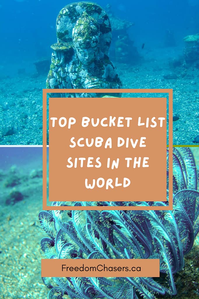 Looking for the best scuba diving in the world? Dive with whales, dolphins, turtles and sharks