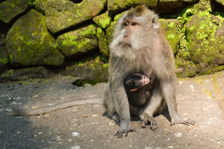 Visiting monkey forest is one of the most fun things to do in Bali