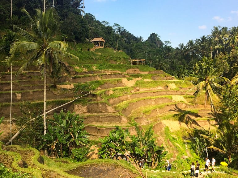 Visiting the Bali rice terraces are one of the best things to do in Bali