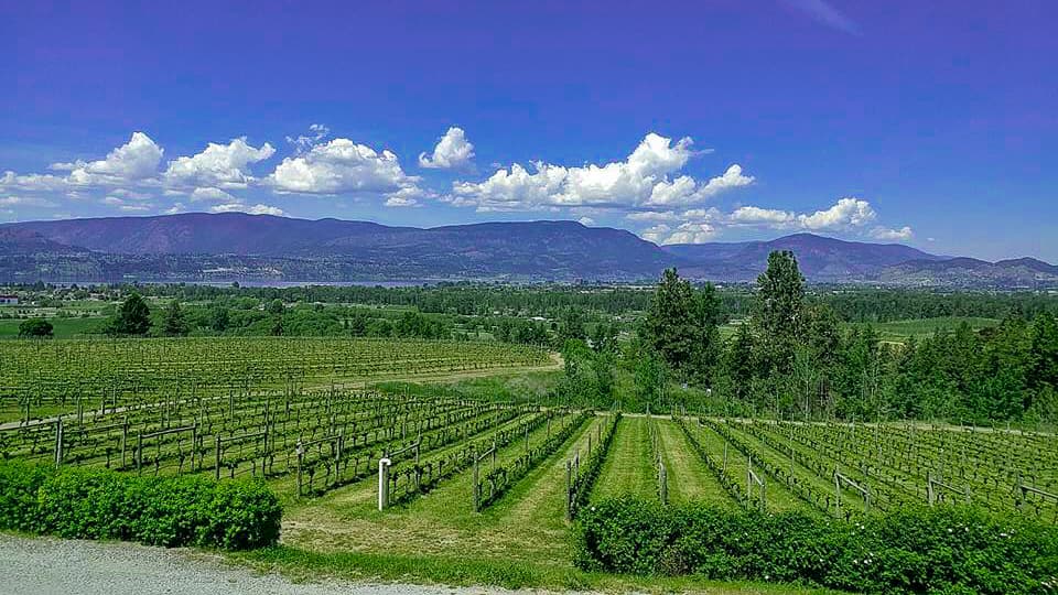 roadtrip through bc, winery, wine, field, vernon, kelowna