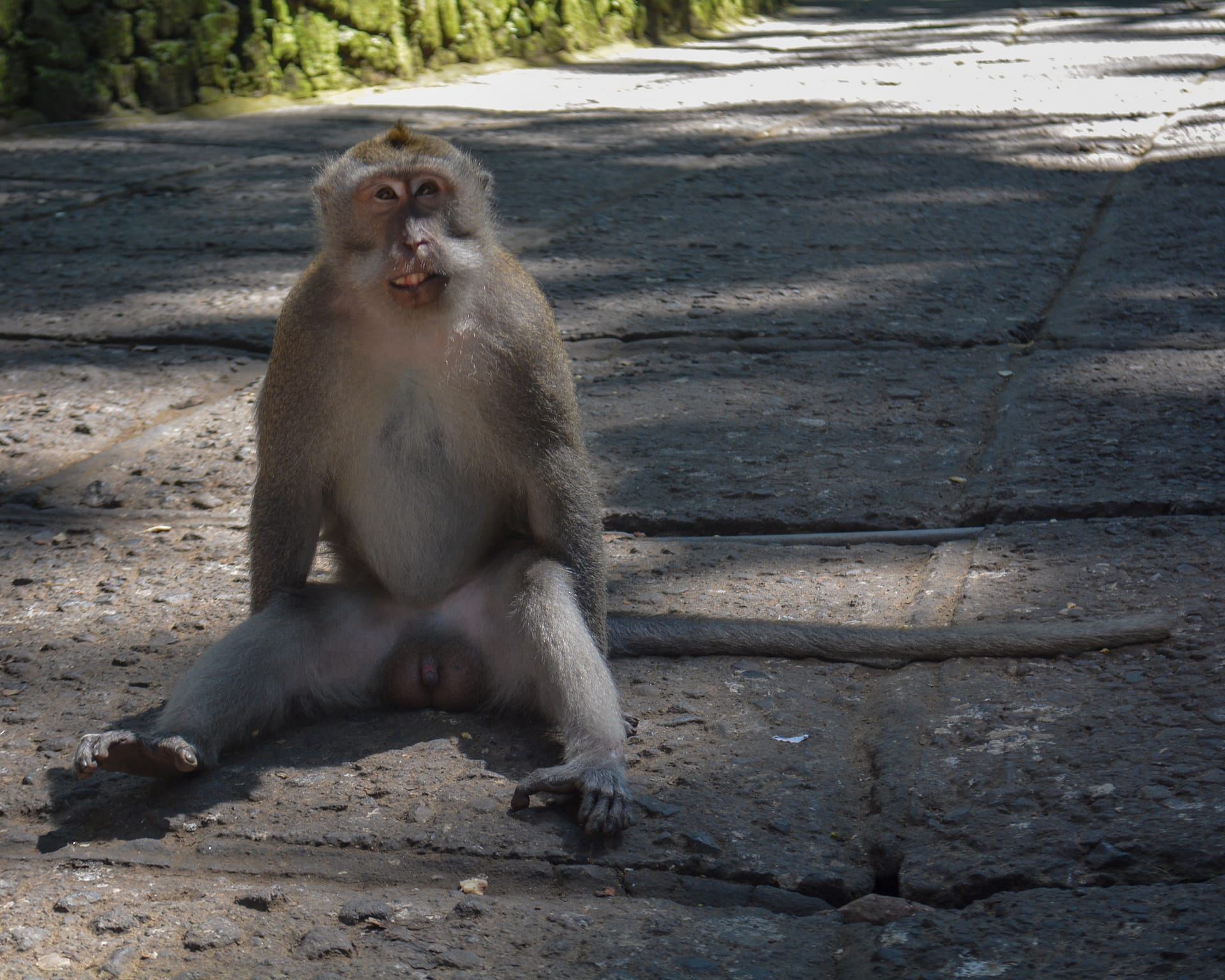 avoid in bali, travel, monkey